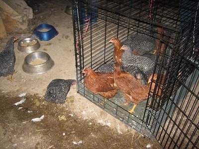 Two Barred Rock chickens are standing outside of a large dog crate. A number of Barred Rock and New Hampshire Red Chickens are standing in the cage.