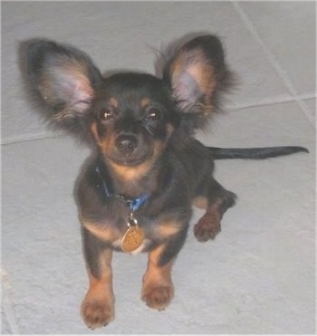 Gus the Chiweenie as a puppy is sitting inside one of the tiles on a white tiled floor