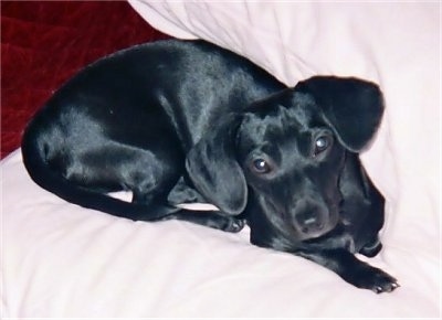 Hope the black, drop-eared Chiweenie is laying on a white blanket and looking up at the camera holder