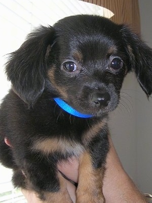 Gus the Chiweenie as a puppy is wearing a blue collar and being held in the air by a person