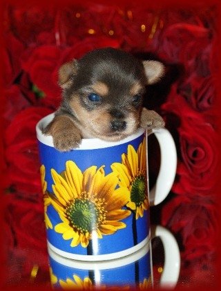 A brown and tan Chorkie puppy is inside of a sunflower coffee cup on a glass table with red roses behind it