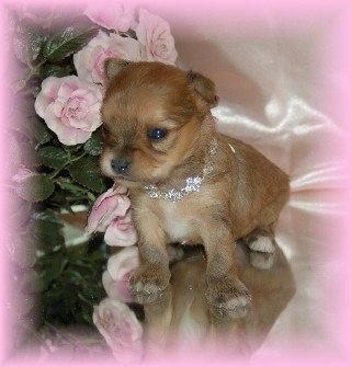 A tiny Chorkie puppy wearing a shiny silver collar is sitting on a glasse table next to pink flowers.