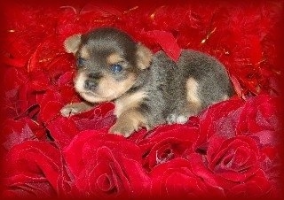 A tiny brown and tan Chorkie puppy is laying on a bed of red roses
