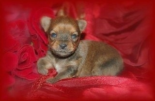 A tiny brown Chorkie puppy is laying on a red blanket with a bunch of red rose flowers next to it