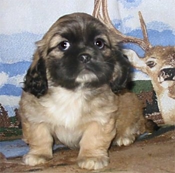 A tan with a black face and white chested Cockanese puppy is sitting in front of a backdrop that has a deer on it