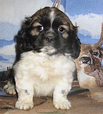 A black, white and tan Cockanese puppy is sitting in front of a backdrop with a deer on it.