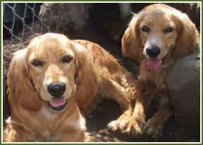 Two Golden Cocker Retrievers are sitting in front of a chain link fence. There mouths are open and tongues are out
