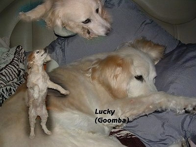 A Golden Cocker Retriever is laying in a vehicle on top of a blue pillow. Overlayed is a cutout of a Golden Cocker Retriever standing on its hind legs. There is another Cut out picture of a Golden Cocker Retriever laying down above it. The words - Lucky (Goomba) - is overlayed