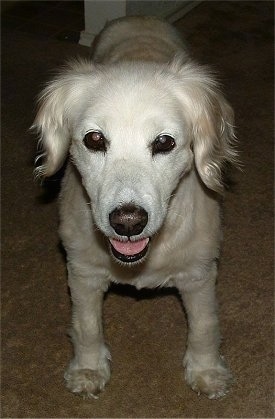 Close Up - A white Golden Cocker Retriever is standing on a tan carpet. Its mouth is open and tongue is out.