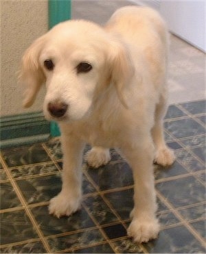 A Golden Cocker Retriever is standing on a black and tan tiled floor