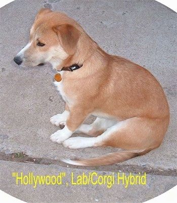 Hollywood the tan and white Corgidor is sitting outside in the middle of a sidewalk. The Words - 'Hollywood', Lab/Corgi Hybrid - are overlayed in yellow letters under the dog