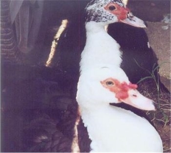 Close up - Two Muscovy Ducks are standing under the shade of a vehicle.