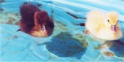 Close up - Two Muscovy Ducklings are swimming across a blue plastic pool. One duck is yellow and the other one is brown.