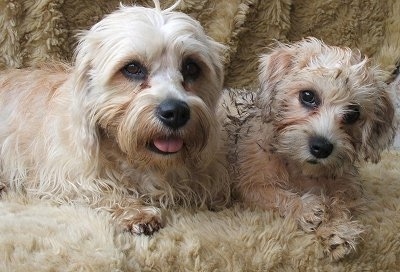 Daphne and Madge the tan and white Dandie Dinmont dogs are laying on a rug that is the same color as them.