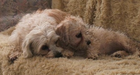 Two tan and white Dandie Dinmont dogs, an adult and a puppy, are  laying together on a fur covered couch
