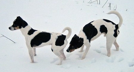 Sigurd and Tjalfe the Danish-Swedish Farmdogs are outside standing in snow. Tjalfe is sniffing Sigurd