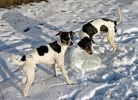 Sigurd and Tjalfe the Danish-Swedish Farmdogs are outside in snow playing with a large block of ice