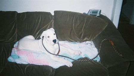 Diego the Dogo puppy is laying on a brown couch on top of a crocheted blanket with a loose leash lassoed around its neck. There is a phone on the back of a couch.