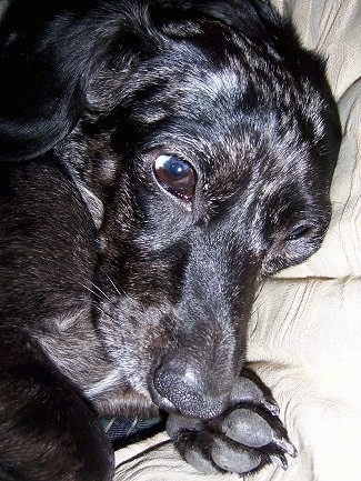 Close Up head shot - Shelby the black and gray dapple Doxle is laying on a blanket