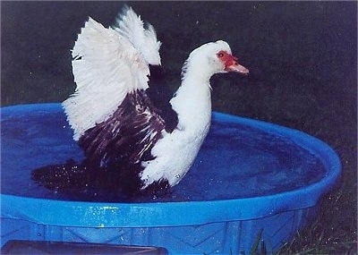 Right Profile - A Muscovy Duck is standing in a blue kiddie pool of water flapping its wings.