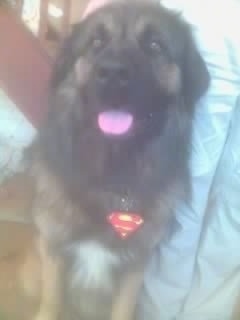Close Up - Scobby,the Estrela Mountain Dog is sitting on a couch with its mouth open and tongue out. It is wearing a superman medal