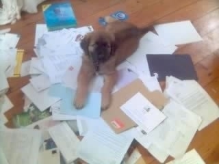 Scooby the Estrela Mountain Dog as a puppy is laying on lots of scattered and different types of paper