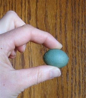 Topdown view of a Robbins Egg being held in the air by a person