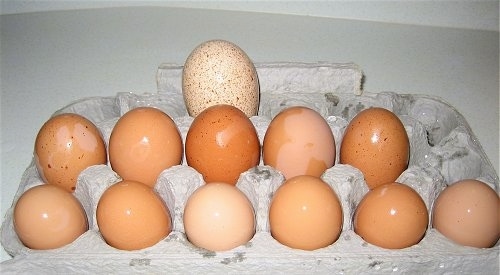 Eleven Chicken Eggs and One Turkey Egg in a carton