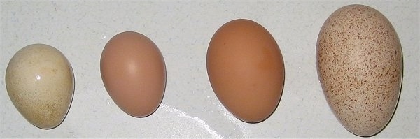 A Guinea Fowl Egg is on a table next to a  Barred Rock Chicken Egg, which is next to a Road Island Red Egg, which is next to a Turkey Egg