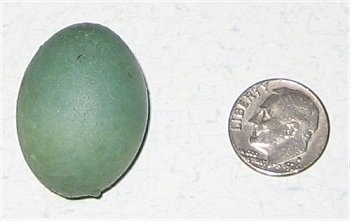Robbins Egg to the left of a dime to show size comparison