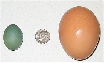 Robbins Egg to the left of a dime and a Road Island Red Chicken Egg to the right of the dime.