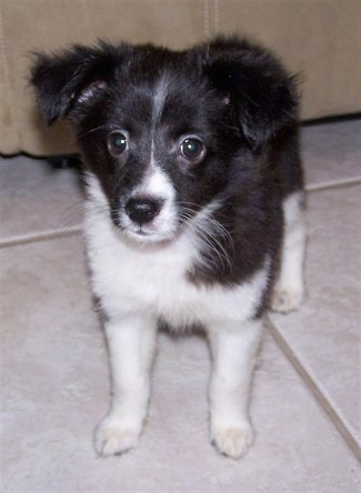 Close Up - Nikki the black and white Eskland puppy is standing on a tiled floor with a couch behind her.