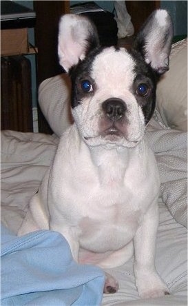 A white with black Frenchton is sitting on a human's bed next to a sky blue blanket