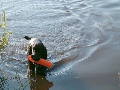 A black Field Spaniel puppy is standing dripping wet in a body of water with an orange stick float toy in its mouth