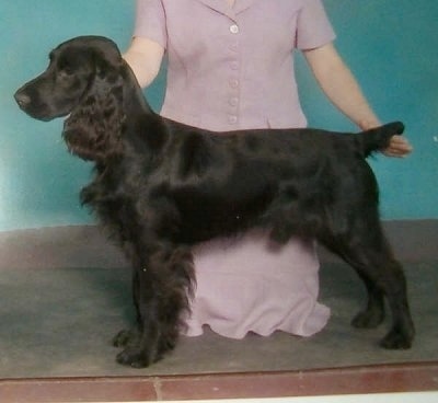 A black Field Spaniel dog is being posed by a lady in a pink dress who is behind it