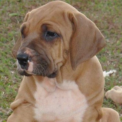 Dog Breed Fila Brasileiro Which Looks Stock Photo 2325599795