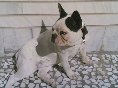 A white with black French Bulldog is sitting on a gray with white stone floor against a concrete wall. She is looking back