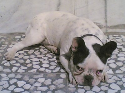 A white with black French Bulldog is laying down on a gray with white stone floor