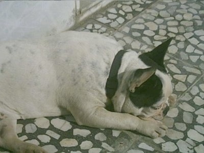 A white with black French Bulldog is laying her head down on a gray with white stone floor in front of a concrete wall