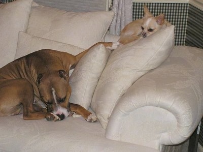A large brown with white Pit Bull Terrier is laying on the seat part of a couch with a little tan and white Chihuahua  laying on the back of the couch up higher on a pillow.