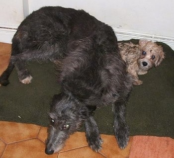 A large gray Deerhound dog is laying down on a green pillow on top of a brown tiled floor next to a small tan Dandie Dinmont Terrier dog.