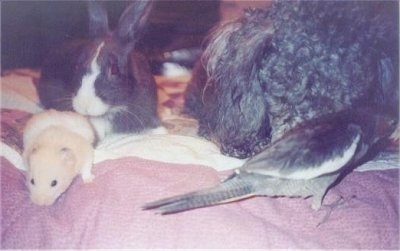 Close Up - A grey Poodle dog is sharing a bed with A rabbit, a hamster and a cockatiel bird