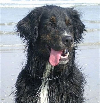 Close up upper body shot - A black with a tuft of white Golden Mountain Dog is sitting on sand at a beach. Its mouth is open and tongue is out.