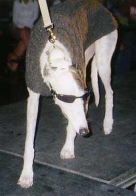 A tan Greyhound is wearing sunglasses and a gray sweater walking down a runway and looking to the right