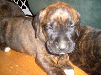 Close Up - A brown brindle Golden Boxer puppy is laying in between two other littermates 