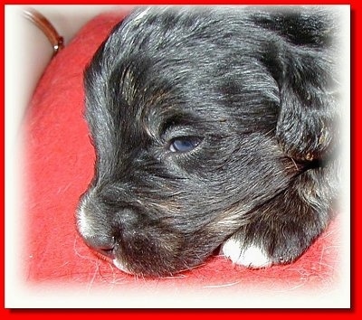 Close Up head shot - a black with tan and white Golden Mountain dog puppy  is laying on a red pillow