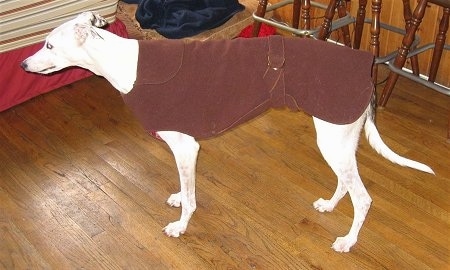 A white Greyhound is wearing a brown jacket standing on a hardwood floor inside of a house and there are three bar stools behind it.
