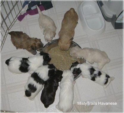 A litter of Havanese puppies are eating out of a food bowl on a white tiled floor inside of a pen.