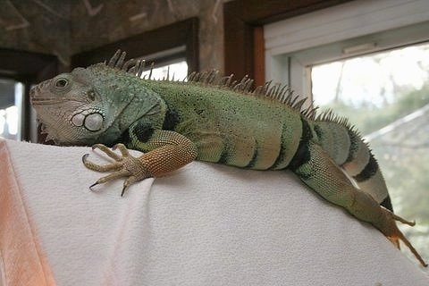 A large, green iguana is standing across the top of a chair that is covered in a blanket.