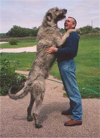 A tan with black Irish Wolfhound is sstanding on its hind legs with its front legs on the shoulders of a person. The dog is taller than the man.